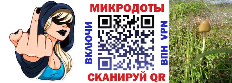 Галлюциногенные грибы Psilocybine cubensis  Усть-Лабинск 